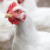 California egg output down by two thirds